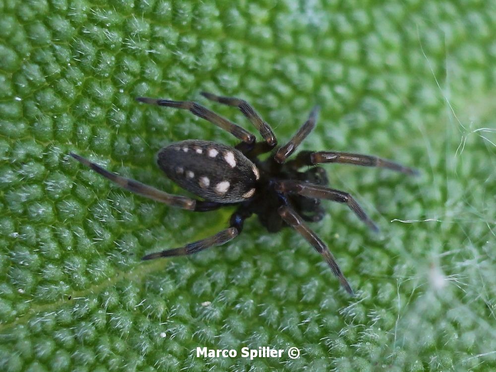 Nurscia albomaculata - Vicenza